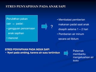 Sapi Stres Vi. stres pengubah-tingkah-laku-ternak gtr | PDF
