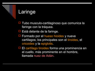 Laringe
 Tubo musculo-cartilaginoso que comunica la
faringe con la tráquea.
 Está delante de la faringe.
 Formado por el hueso hioides y nueve
cartílagos; los principales son el tiroides, el
cricoides y la epiglotis.
 El cartílago tiroides forma una prominencia en
el cuello, más prominente en el hombre,
llamada nuez de Adán.
 