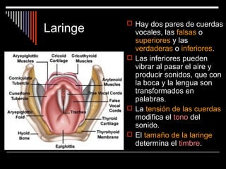 Laringe
 Hay dos pares de cuerdas
vocales, las falsas o
superiores y las
verdaderas o inferiores.
 Las inferiores pueden
vibrar al pasar el aire y
producir sonidos, que con
la boca y la lengua son
transformados en
palabras.
 La tensión de las cuerdas
modifica el tono del
sonido.
 El tamaño de la laringe
determina el timbre.
 