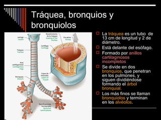 Tráquea, bronquios y
bronquiolos
 La tráquea es un tubo de
13 cm de longitud y 2 de
diámetro.
 Está delante del esófago.
 Formado por anillos
cartilaginosos
incompletos
 Se divide en dos
bronquios, que penetran
en los pulmones, y
siguen dividiéndose
formando el árbol
bronquial.
 Los más finos se llaman
bronquiolos y terminan
en los alvéolos.
 
