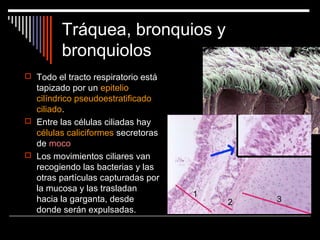 Tráquea, bronquios y
bronquiolos
 Todo el tracto respiratorio está
tapizado por un epitelio
cilíndrico pseudoestratificado
ciliado.
 Entre las células ciliadas hay
células caliciformes secretoras
de moco
 Los movimientos ciliares van
recogiendo las bacterias y las
otras partículas capturadas por
la mucosa y las trasladan
hacia la garganta, desde
donde serán expulsadas.
 