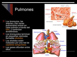 Pulmones
 Los bronquios, las
arterias y las venas
pulmonares entran en
cada pulmón a través del
hilio, y continúan
dividiéndose.
 Los bronquiolos terminan
en pequeñas vesículas
llamadas alvéolos.
 Los alvéolos están
rodeados por una red de
capilares sanguíneos.
 Los gases difunden entre
ellos.
 