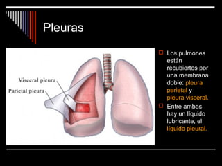 Pleuras
 Los pulmones
están
recubiertos por
una membrana
doble: pleura
parietal y
pleura visceral.
 Entre ambas
hay un líquido
lubricante, el
líquido pleural.
 