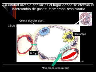 La unidad alveolo-capilar es el lugar donde se efectúa el
intercambio de gases: Membrana respiratoria
eritrocito
Capilar
Alvéolo
Macrófago
Célula alveolar tipo II
Célula alveolar tipo I
Membrana respiratoria
0.5 µ
 