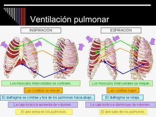 Ventilación pulmonar
 