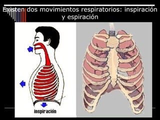 Existen dos movimientos respiratorios: inspiración
y espiración
 