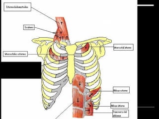 Músculos
respiratorios
 