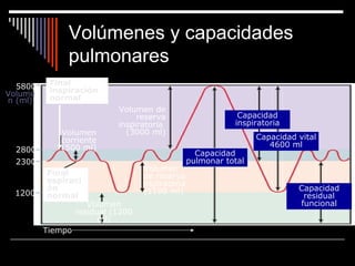 Volúmenes y capacidades
pulmonares
5800
2800
2300
Volume
n (ml)
1200
Volumen
corriente
(500 ml)
Final
inspiración
normal
Final
espiraci
ón
normal
Volumen
residual (1200
ml)
Volumen
de reserva
espiratoria
(1100 ml)
Volumen de
reserva
inspiratoria
(3000 ml)
Capacidad
pulmonar total
Capacidad
residual
funcional
Capacidad vital
4600 ml
Capacidad
inspiratoria
Tiempo
 
