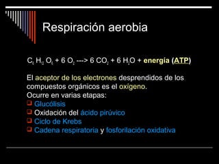 Respiración aerobia
C6 H12 O6 + 6 O2 ---> 6 CO2 + 6 H2O + energía (ATP)
El aceptor de los electrones desprendidos de los
compuestos orgánicos es el oxígeno.
Ocurre en varias etapas:
 Glucólisis
 Oxidación del ácido pirúvico
 Ciclo de Krebs
 Cadena respiratoria y fosforilación oxidativa
 