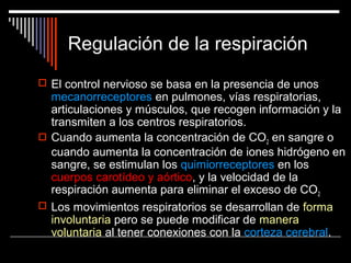 Regulación de la respiración
 El control nervioso se basa en la presencia de unos
mecanorreceptores en pulmones, vías respiratorias,
articulaciones y músculos, que recogen información y la
transmiten a los centros respiratorios.
 Cuando aumenta la concentración de CO2 en sangre o
cuando aumenta la concentración de iones hidrógeno en
sangre, se estimulan los quimiorreceptores en los
cuerpos carotídeo y aórtico, y la velocidad de la
respiración aumenta para eliminar el exceso de CO2
 Los movimientos respiratorios se desarrollan de forma
involuntaria pero se puede modificar de manera
voluntaria al tener conexiones con la corteza cerebral.
 