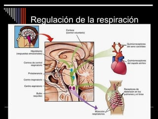 Regulación de la respiración
 