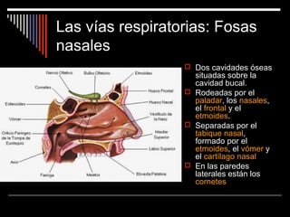 Las vías respiratorias: Fosas
nasales
 Dos cavidades óseas
situadas sobre la
cavidad bucal.
 Rodeadas por el
paladar, los nasales,
el frontal y el
etmoides.
 Separadas por el
tabique nasal,
formado por el
etmoides, el vómer y
el cartílago nasal
 En las paredes
laterales están los
cornetes
 