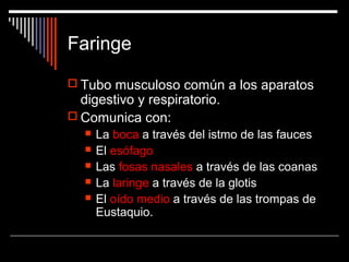 Faringe
 Tubo musculoso común a los aparatos
digestivo y respiratorio.
 Comunica con:
 La boca a través del istmo de las fauces
 El esófago
 Las fosas nasales a través de las coanas
 La laringe a través de la glotis
 El oído medio a través de las trompas de
Eustaquio.
 