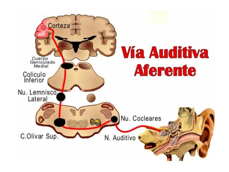 Via auditiva aferente y eferente