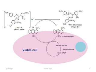 5/29/2017 viablity assay 15
 