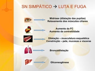 SN SIMPÁTICO    LUTA E FUGA Midríase (dilatação das pupilas) Relaxamento dos músculos ciliares Aumento da FC Aumento da contratilidade Dilatação – musculatura esquelética Constricção – pele, mucosas e vísceras Broncodilatação Gliconeogênese 