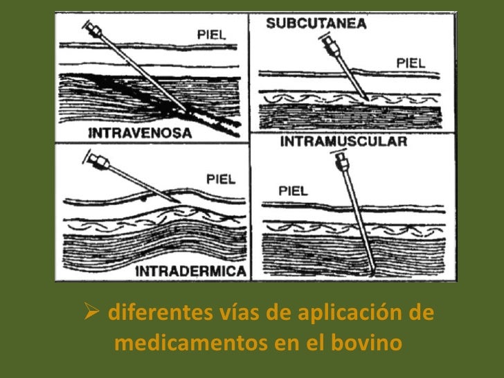 Does ivermectin kill demodex mites