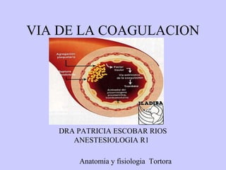 VIA DE LA COAGULACION 
DRA PATRICIA ESCOBAR RIOS 
ANESTESIOLOGIA R1 
Anatomia y fisiologia Tortora 
 