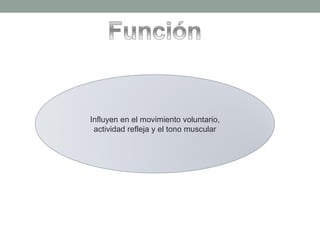 Influyen en el movimiento voluntario, actividad refleja y el tono muscular 