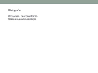 Bibliografía: Crossman, neuroanatomía. Clases nuero kinesiología 
