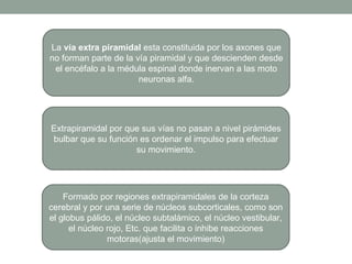 La  vía extra piramidal  esta constituida por los axones que no forman parte de la vía piramidal y que descienden desde el encéfalo a la médula espinal donde inervan a las moto neuronas alfa. Extrapiramidal por que sus vías no pasan a nivel pirámides bulbar que su función es ordenar el impulso para efectuar su movimiento. Formado por regiones extrapiramidales de la corteza cerebral y por una serie de núcleos subcorticales, como son el globus pálido, el núcleo subtalámico, el núcleo vestibular, el núcleo rojo, Etc. que facilita o inhibe reacciones motoras(ajusta el movimiento) 