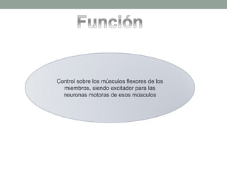 Control sobre los músculos flexores de los miembros, siendo excitador para las neuronas motoras de esos músculos 