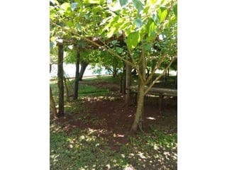 Viagem good fish 18 11