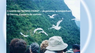 Cruzeiro no “SONHO FIORD” – as gaivotas acompanham
os barcos, à espera de comida
 