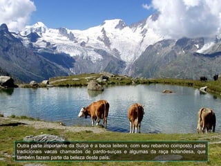 Outra parte importante da Suíça é a bacia leiteira, com seu rebanho composto pelas
tradicionais vacas chamadas de pardo-suíças e algumas da raça holandesa, que
também fazem parte da beleza deste país.
 