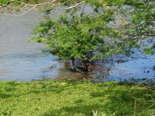 Viagem quinta da estância   1º dia