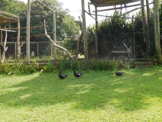 Viagem quinta da estância   1º dia