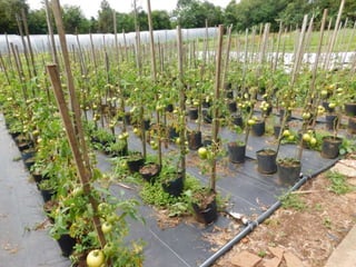 Viagem quinta da estância   1º dia