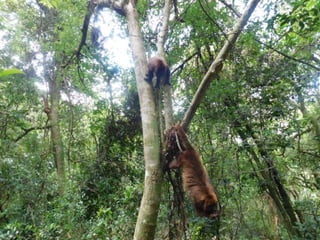Viagem quinta da estância   1º dia