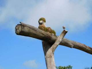 Viagem quinta da estância   1º dia