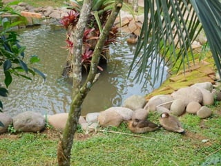 Viagem quinta da estância   1º dia