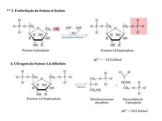 4. Clivagem da frutose-1,6-difosfato
** 3. Fosforilação da frutose-6-fosfato