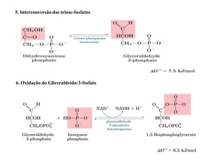 5. Interconversão das triose-fosfatos
6. Oxidação do Gliceraldeido-3-fosfato
