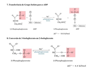 7. Transferência de Grupo fosfato para o ADP
8. Conversão de 3-fosfoglicerato em 2-fosfoglicerato