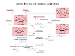 Entrada de outros carboidratos na via glicolítica