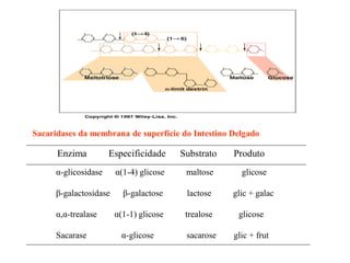 Sacaridases da membrana de superfície do Intestino Delgado
Enzima Especificidade Substrato Produto
α-glicosidase α(1-4) glicose maltose glicose
β-galactosidase β-galactose lactose glic + galac
α,α-trealase α(1-1) glicose trealose glicose
Sacarase α-glicose sacarose glic + frut