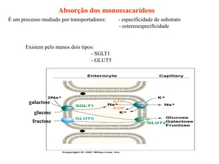 Absorção dos monossacarídeos
É um processo mediado por transportadores: - especificidade de substrato
- estereoespecificidade
Existem pelo menos dois tipos:
- SGLT1
- GLUT5
glucose
galactose
fructose