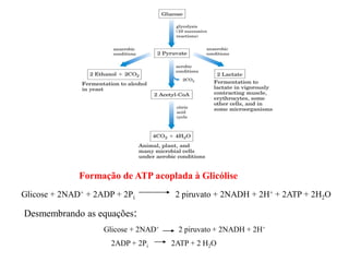 Formação de ATP acoplada à Glicólise
Glicose + 2NAD+ + 2ADP + 2Pi 2 piruvato + 2NADH + 2H+ + 2ATP + 2H2O
Desmembrando as equações:
Glicose + 2NAD+ 2 piruvato + 2NADH + 2H+
2ADP + 2Pi 2ATP + 2 H2O