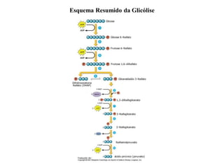 Esquema Resumido da Glicólise