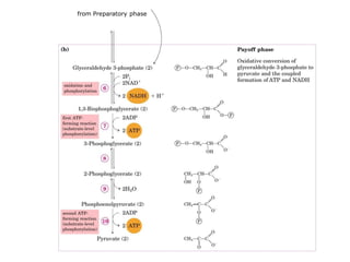 from Preparatory phase