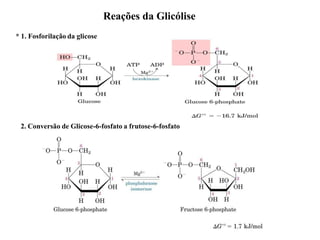 Reações da Glicólise
* 1. Fosforilação da glicose
2. Conversão de Glicose-6-fosfato a frutose-6-fosfato