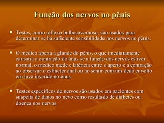 Função dos nervos no pênis
   Testes, como reflexo bulbocavernoso, são usados para
    determinar se há suficiente sensibilidade nos nervos no pênis.

   O médico aperta a glande do pênis, o que imediatamente
    causaria a contração do ânus se a função dos nervos estiver
    normal, o médico mede e latência entre o aperto e a contração
    ao observar o esfincter anal ou ao sentir com um dedo envolto
    em luva inserido no ânus.

   Testes específicos de nervos são usados em pacientes com
    suspeita de danos no nevo como resultado de diabetes ou
    doença nos nervos.
 