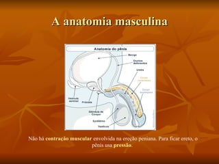 A anatomia masculina




Não há contração muscular envolvida na ereção peniana. Para ficar ereto, o
                         pênis usa pressão.
 