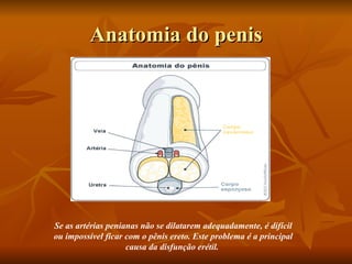 Anatomia do penis




Se as artérias penianas não se dilatarem adequadamente, é difícil
ou impossível ficar com o pênis ereto. Este problema é a principal
                    causa da disfunção erétil.
 