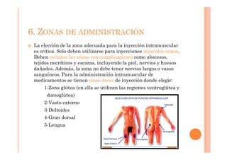 6. ZONAS DE ADMINISTRACIÓN
¢   La elección de la zona adecuada para la inyección intramuscular
    es crítica. Solo deben utilizarse para inyecciones músculos sanos.
    Deben evitarse las zonas con complicaciones como abscesos,
    tejidos necróticos y escaras, incluyendo la piel, nervios y huesos
    dañados. Además, la zona no debe tener nervios largos o vasos
    sanguíneos. Para la administración intramuscular de
    medicamentos se tienen cinco áreas de inyección donde elegir:
        1-Zona glútea (en ella se utilizan las regiones ventroglútea y
         dorsoglútea)
        2-Vasto externo
        3-Deltoides
        4-Gran dorsal
        5-Lengua
 
