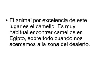El animal por excelencia de este lugar es el camello. Es muy habitual encontrar camellos en Egipto, sobre todo cuando nos acercamos a la zona del desierto. 
